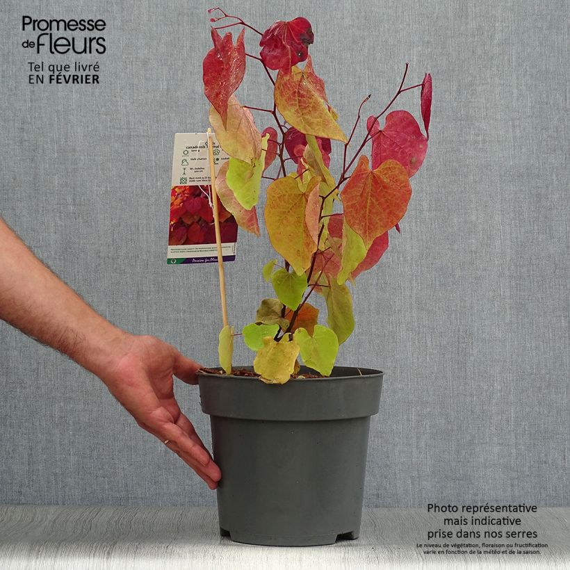 Exemplar von Kanadischer Judasbaum Eternal Flame - Cercis canadensis Topf mit 4L/5L wie im Herbst geliefert
