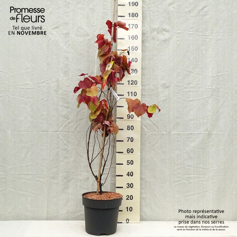 Exemplar von Kanadischer Judasbaum Eternal Flame - Cercis canadensis Topf mit 12L/15L wie im Herbst geliefert