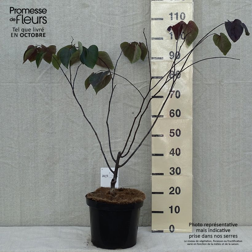 Exemplar von Kanadischer Judasbaum Forest Pansy - Cercis canadensis Topf mit 7,5L/10L wie im Herbst geliefert