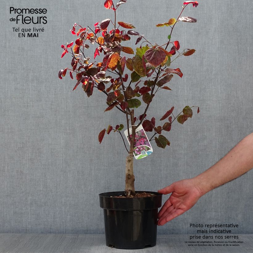 Exemplar von Kanadischer Judasbaum Forest Pansy - Cercis canadensis Topf mit 4L/5L wie im Frühjahr geliefert