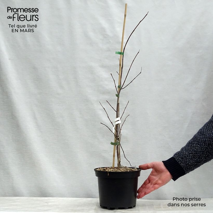 Exemplar von Kanadischer Judasbaum Heart of Gold - Cercis canadensis Topf mit 4L/5L wie im Frühjahr geliefert