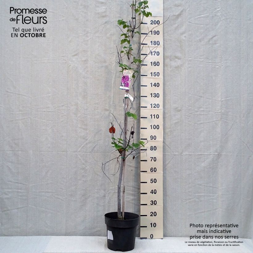Exemplar von Kanadischer Judasbaum Pink Pom Pom's - Cercis canadensis Topf mit 7,5L/10L wie im Herbst geliefert