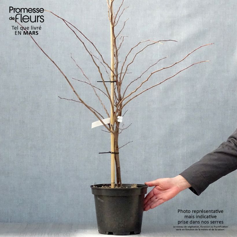 Exemplar von Kanadischer Judasbaum The Rising Sun - Cercis canadensis Topf mit 6L/7L wie im Frühjahr geliefert