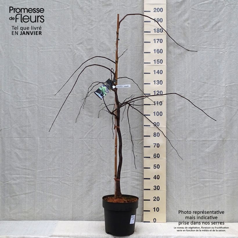 Exemplar&#x20;von&#x20;Kanadischer&#x20;Judasbaum&#x20;Vanilla&#x20;Twist&#x20;-&#x20;Cercis&#x20;canadensis&#x20;Topf&#x20;mit&#x20;4L&#x2F;5L&#x20;wie&#x20;im&#x20;Winter&#x20;geliefert