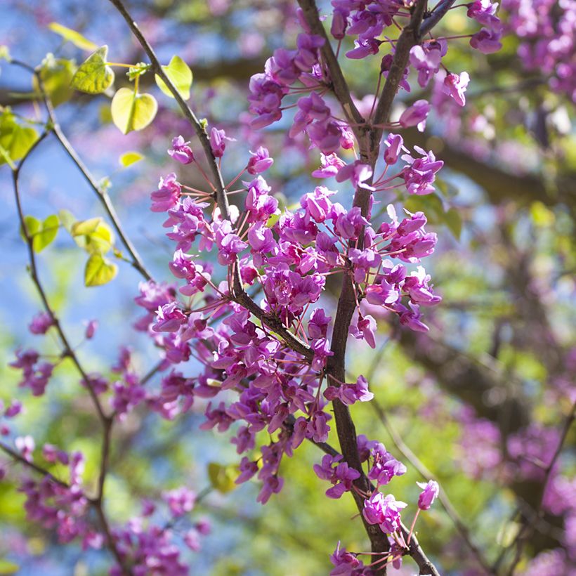 Kanadischer Judasbaum - Cercis canadensis (Blüte)