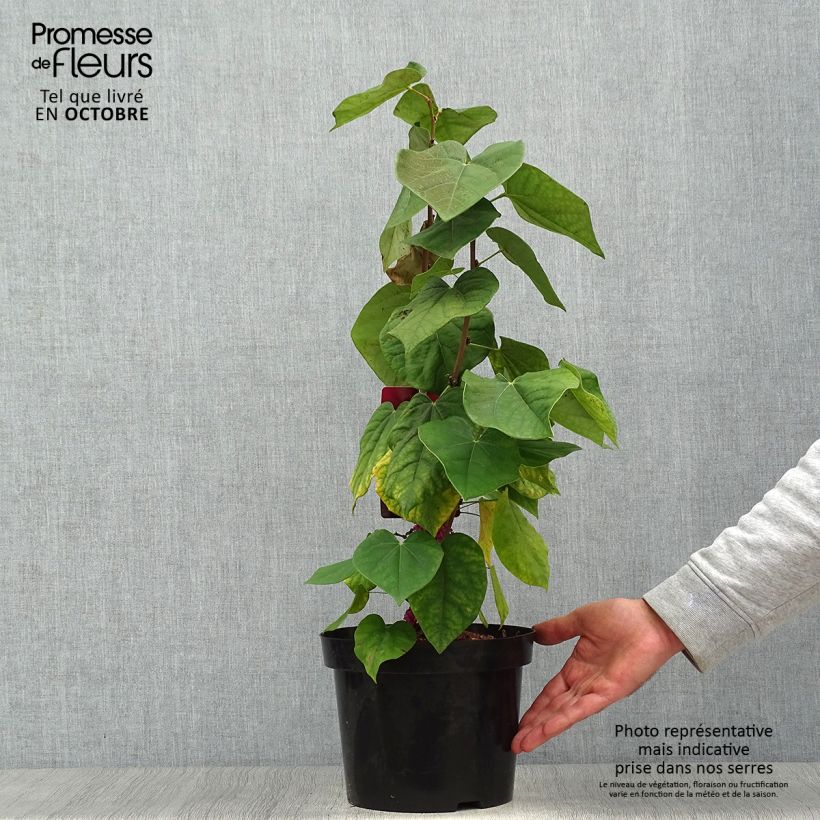Exemplar von Chinesischer Judasbaum Avondale - Cercis chinensis Topf mit 4L/5L wie im Herbst geliefert
