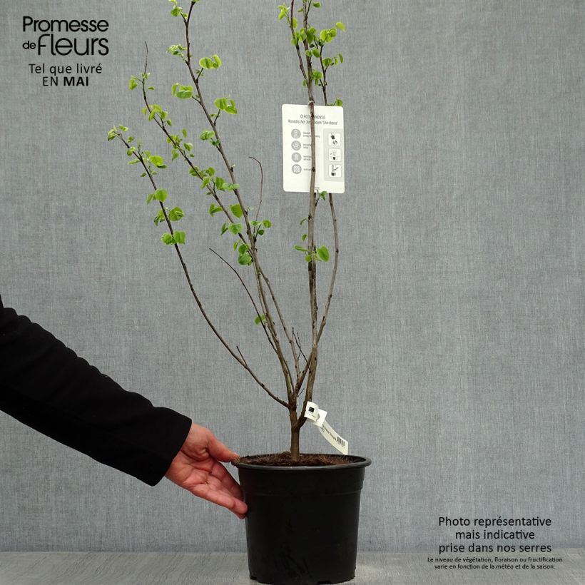 Exemplar von Chinesischer Judasbaum Shirobana - Cercis chinensis Topf mit 4L/5L wie im Frühjahr geliefert