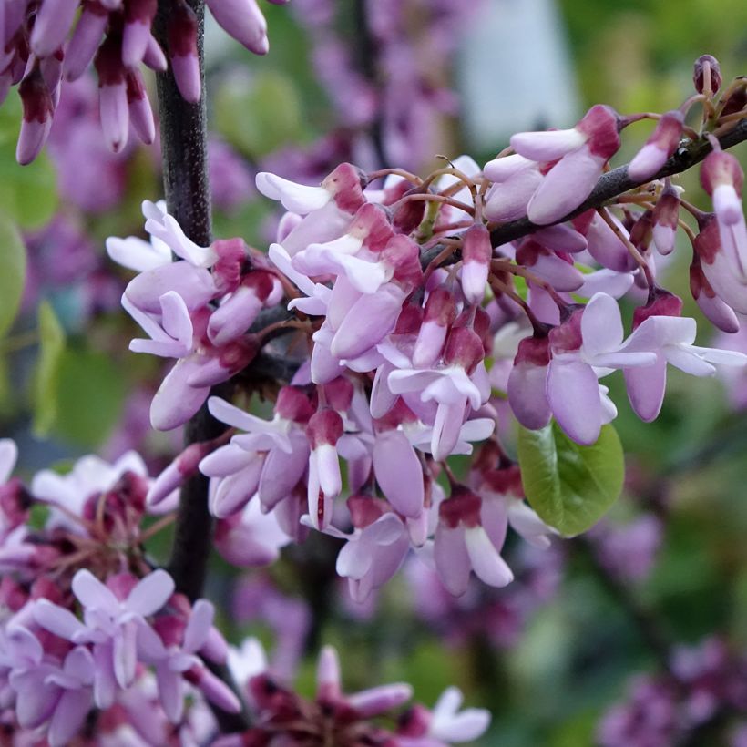 Judasbaum - Cercis siliquastrum (Blüte)