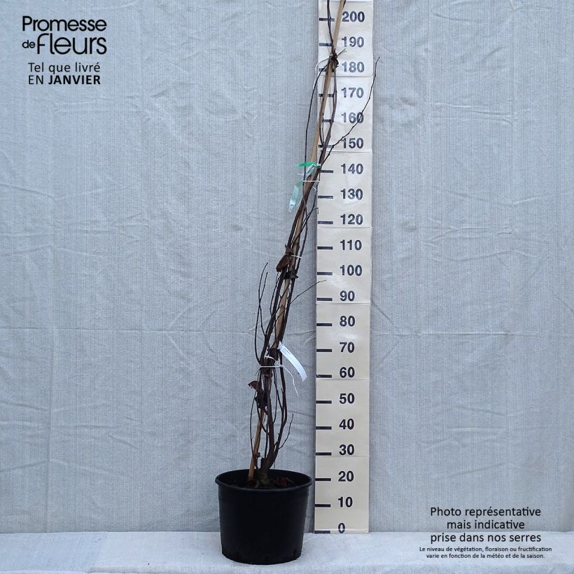 Exemplar von Judasbaum - Cercis siliquastrum Topf mit 7,5L/10L wie im Winter geliefert