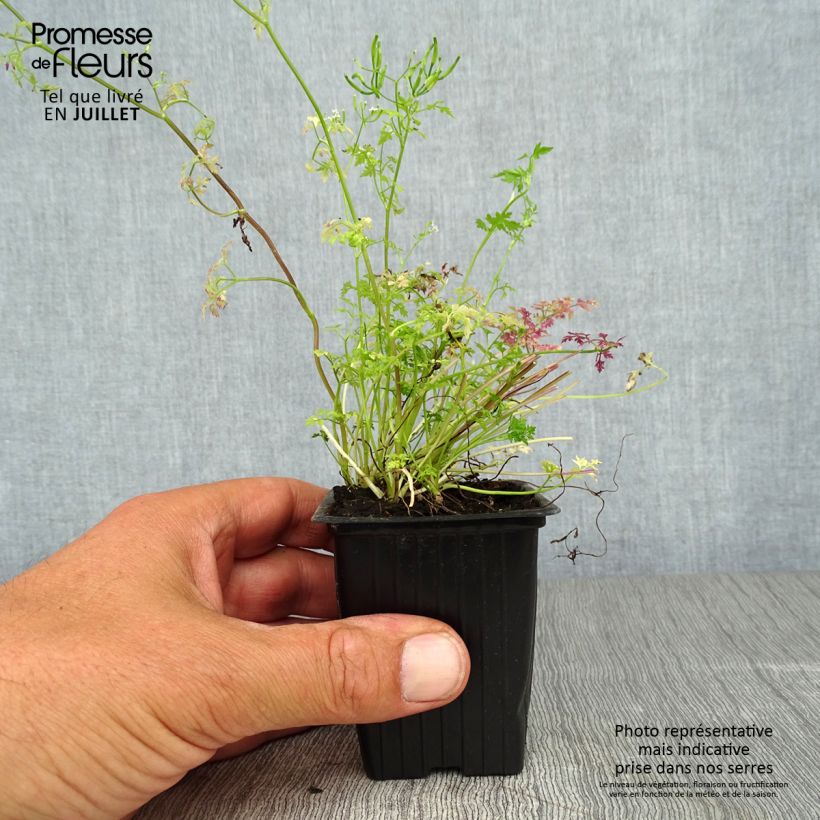 Exemplar von Garten-Kerbel Pflanzen - Anthriscus cerefolium Kleine Töpfe von 7/8 cm wie im Sommer geliefert