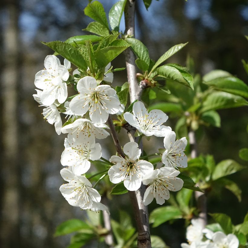 Sauerkirsche Cerise Allégria Delbard delkarsun - Prunus cerasus (Blüte)