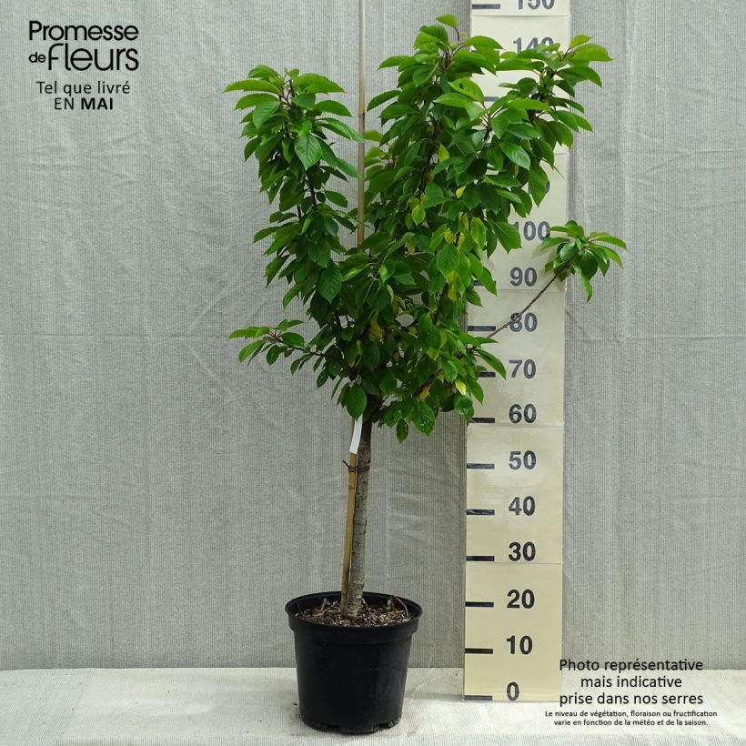 Exemplar von Sauerkirsche Anglaise Hâtive - Prunus cerasus Topf mit 7,5L/10L, Gobelet-Form wie im Frühjahr geliefert