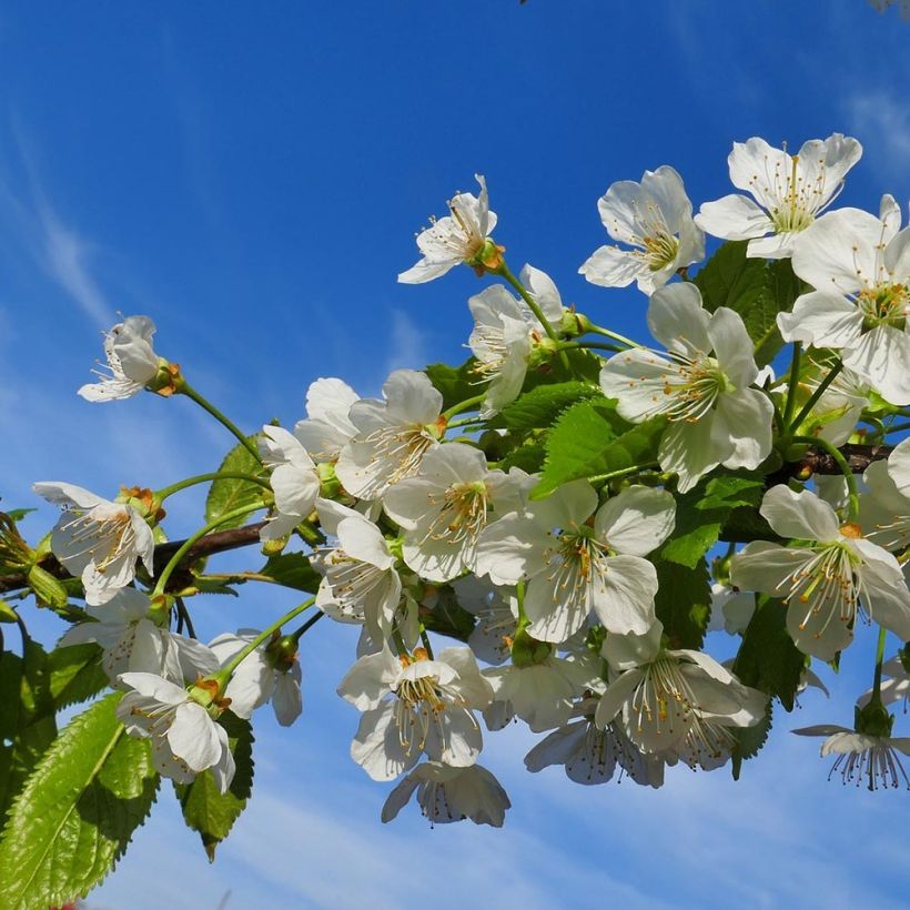 Süßkirsche Coeur de Pigeon - Prunus avium (Blüte)