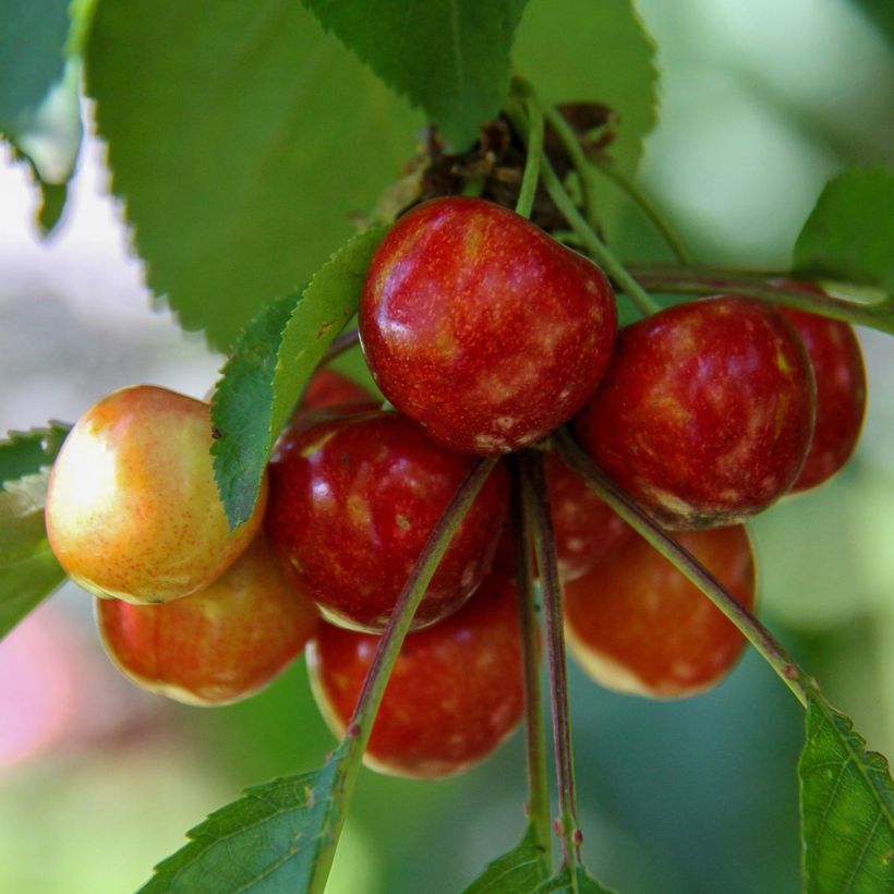 Süßkirsche Coeur de Pigeon - Prunus avium (Ernte)