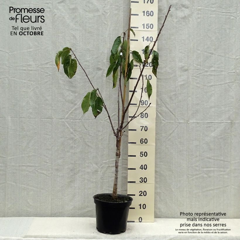 Exemplar von Süßkirsche Coeur de Pigeon - Prunus avium Topf mit 7,5L/10L, Gobelet-Form wie im Herbst geliefert