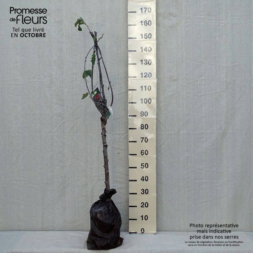 Exemplar von Süßkirsche hâtif Delbard 'Rivedel' - Prunus avium Plug "Fertig-zum-Pflanzen", Gobelet-Form wie im Herbst geliefert