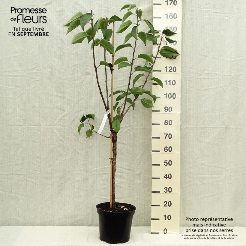 Exemplar von Süßkirsche Hedelfingen - Prunus avium Topf mit 7,5L/10L, Gobelet-Form wie im Herbst geliefert