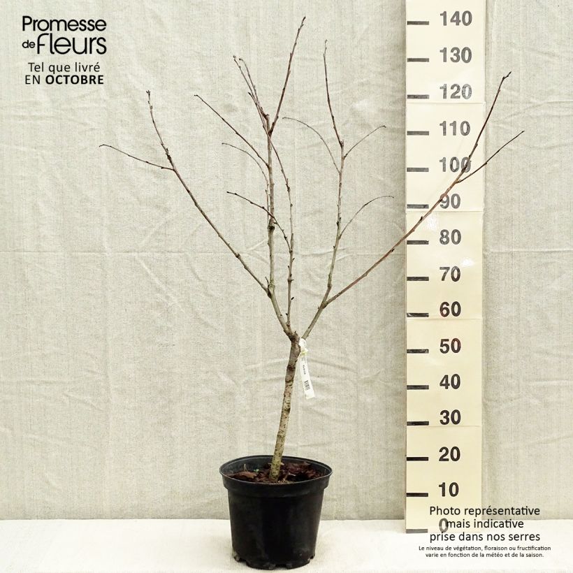 Exemplar von Süßkirsche Marmotte - Prunus avium Topf mit 7,5L/10L, Gobelet-Form wie im Herbst geliefert