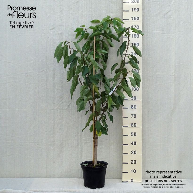 Exemplar von Süßkirsche Moreau - Prunus avium Topf mit 7,5L/10L, Gobelet-Form wie im Herbst geliefert