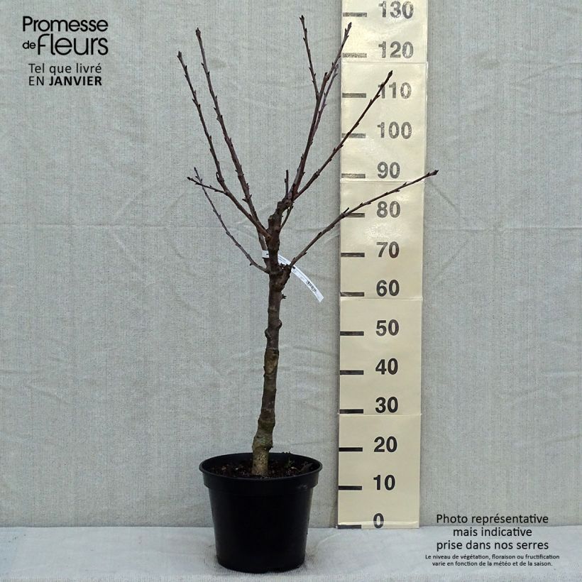 Exemplar von Süßkirsche Napoléon - Prunus avium Topf mit 7,5L/10L, Gobelet-Form wie im Winter geliefert