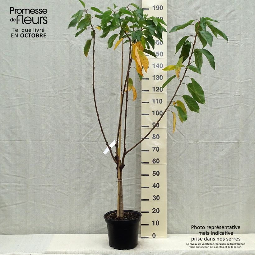 Exemplar von Süßkirsche Reverchon - Prunus avium Topf mit 7,5L/10L, Gobelet-Form wie im Herbst geliefert