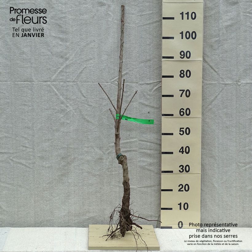 Exemplar von Süßkirsche Van Bio - Prunus avium Wurzelnackt, Heister wie im Winter geliefert