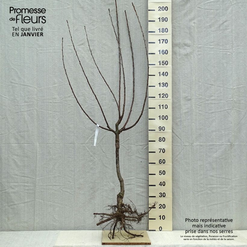 Exemplar von Süßkirsche Van - Prunus avium Wurzelnackt, Gobelet-Form wie im Winter geliefert