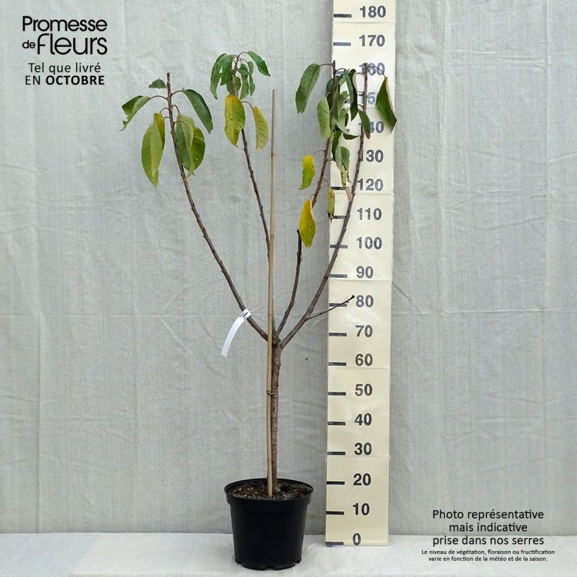 Exemplar von Süßkirsche Van - Prunus avium Topf mit 7,5L/10L, Gobelet-Form wie im Herbst geliefert