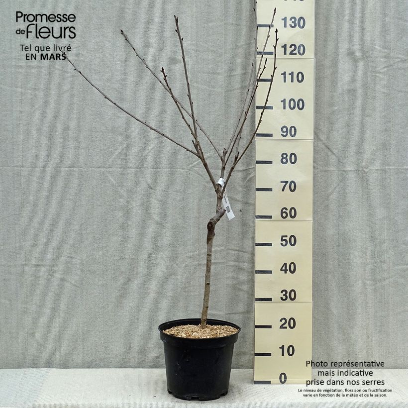 Exemplar von Sauerkirsche Early Rivers - Prunus cerasus Topf mit 7,5L/10L, Gobelet-Form wie im Frühjahr geliefert