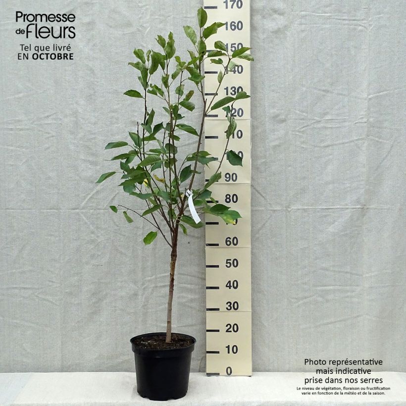 Exemplar von Sauerkirsche Griottier Griotte de Montmorency - Prunus cerasus Topf mit 7,5L/10L, Gobelet-Form wie im Herbst geliefert