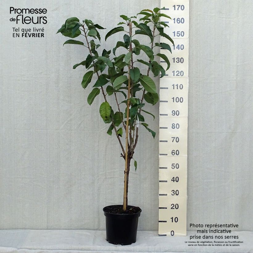 Exemplar von Sauerkirsche Rainier - Prunus cerasus Topf mit 7,5L/10L, Gobelet-Form wie im Herbst geliefert