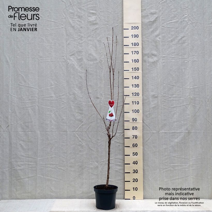 Exemplar von Süßkirsche Schneiders Späte Knorpelkirsche - Prunus avium Topf mit 7,5L/10L, Halbstamm wie im Winter geliefert