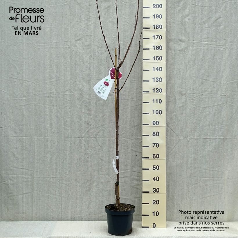 Exemplar von Süßkirsche Schneiders Späte Knorpelkirsche - Prunus avium Topf mit 7,5L/10L, Halbstamm wie im Frühjahr geliefert