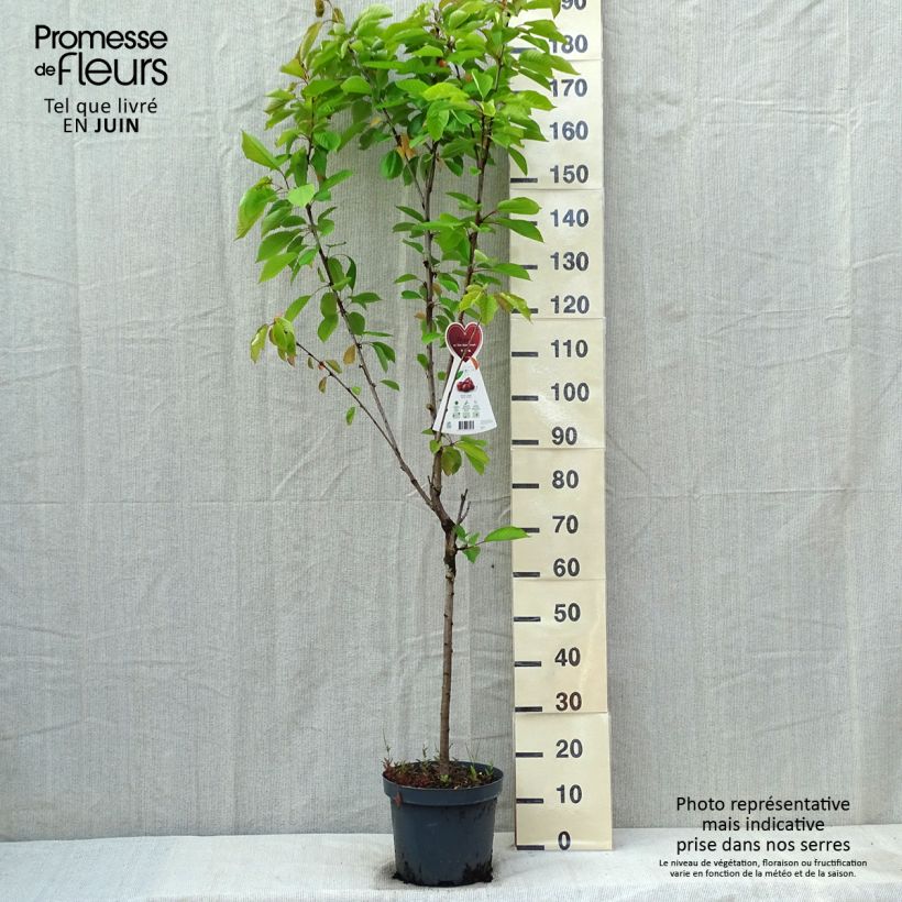 Exemplar von Süßkirsche Schneiders Späte Knorpelkirsche - Prunus avium Topf mit 7,5L/10L, Gobelet-Form wie im Frühjahr geliefert
