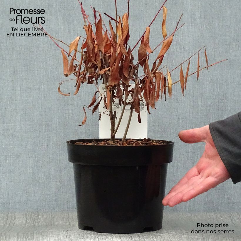 Exemplar von Drüsen-Kirsche Alba Plena - Prunus glandulosa Topf mit 2L/3L wie im Winter geliefert