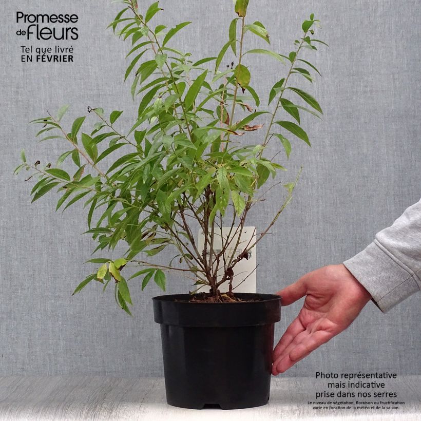 Exemplar von Drüsen-Kirsche Alba Plena - Prunus glandulosa Topf mit 2L/3L wie im Herbst geliefert