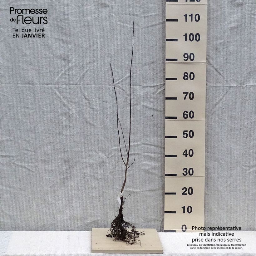 Exemplar von Kirsch-Pflaume - Prunus cerasifera Wurzelnackt wie im Winter geliefert