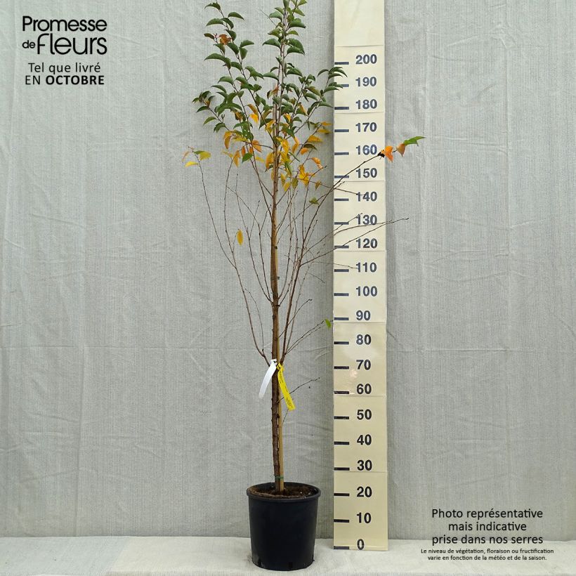 Exemplar von Zierkirsche Pandora - Prunus Topf mit 12L/15L wie im Herbst geliefert