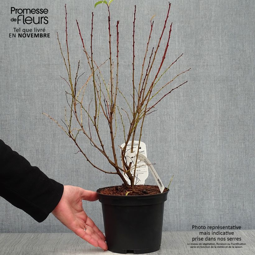 Exemplar von Drüsen-Kirsche Rosea Plena - Prunus glandulosa Topf mit 3L/4L wie im Herbst geliefert