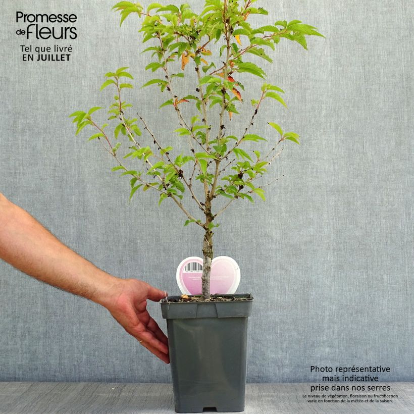 Exemplar von Kurilen-Kirsche Brillant - Prunus nipponica var. kurilensis Topf mit 4L/5L, Stamm wie im Sommer geliefert
