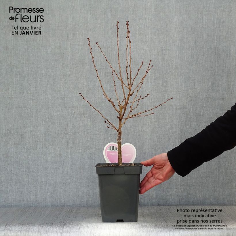 Exemplar von Kurilen-Kirsche Brillant - Prunus nipponica var. kurilensis Topf mit 4L/5L wie im Winter geliefert