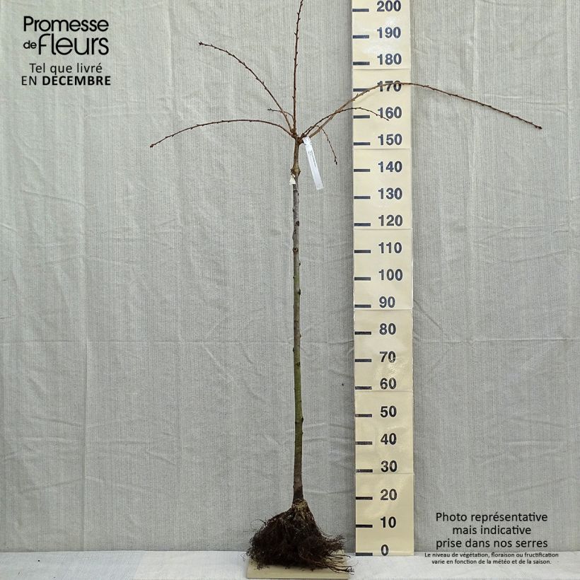 Exemplar von Zierkirsche Kiku-Shidare-Zakura - Prunus serrulata Wurzelnackt wie im Winter geliefert