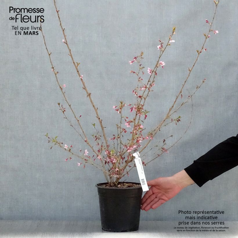 Exemplar von Zierkirsche Fukubana - Prunus subhirtella Topf mit 4L/5L wie im Frühjahr geliefert