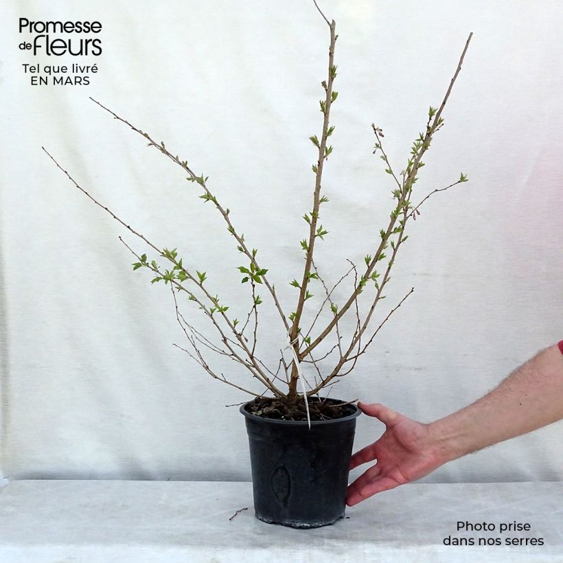 Exemplar von Zierkirsche Autumnalis Rosea - Prunus Topf mit 4L/5L wie im Winter geliefert