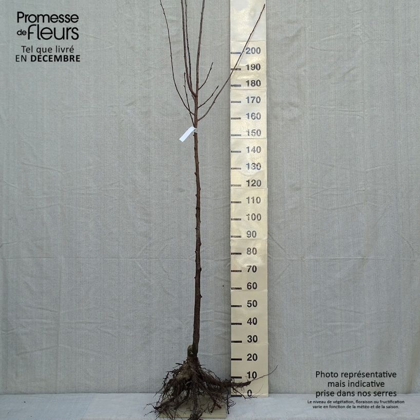 Exemplar von Sargents Kirsche - Prunus sargentii Wurzelnackt wie im Winter geliefert