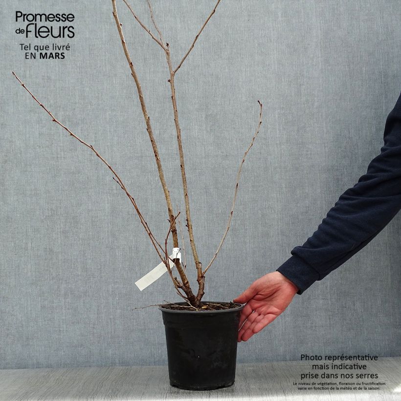 Exemplar von Zierkirsche Accolade - Prunus Topf mit 4L/5L wie im Winter geliefert