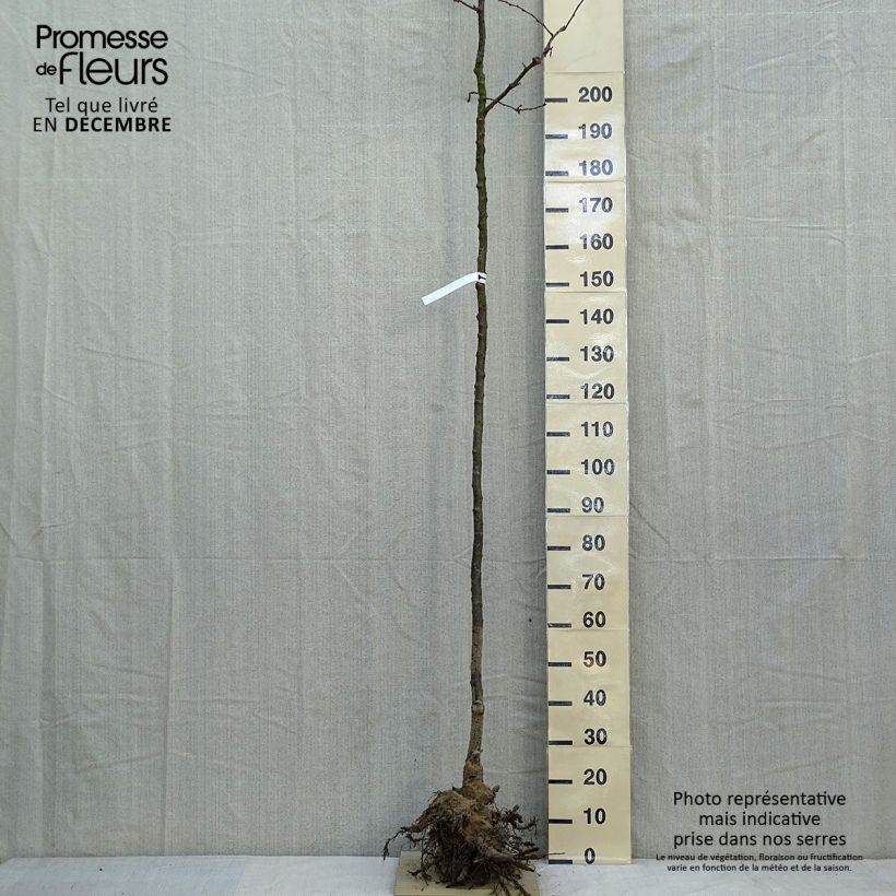Exemplar von Zierkirsche Accolade - Prunus Wurzelnackt wie im Winter geliefert