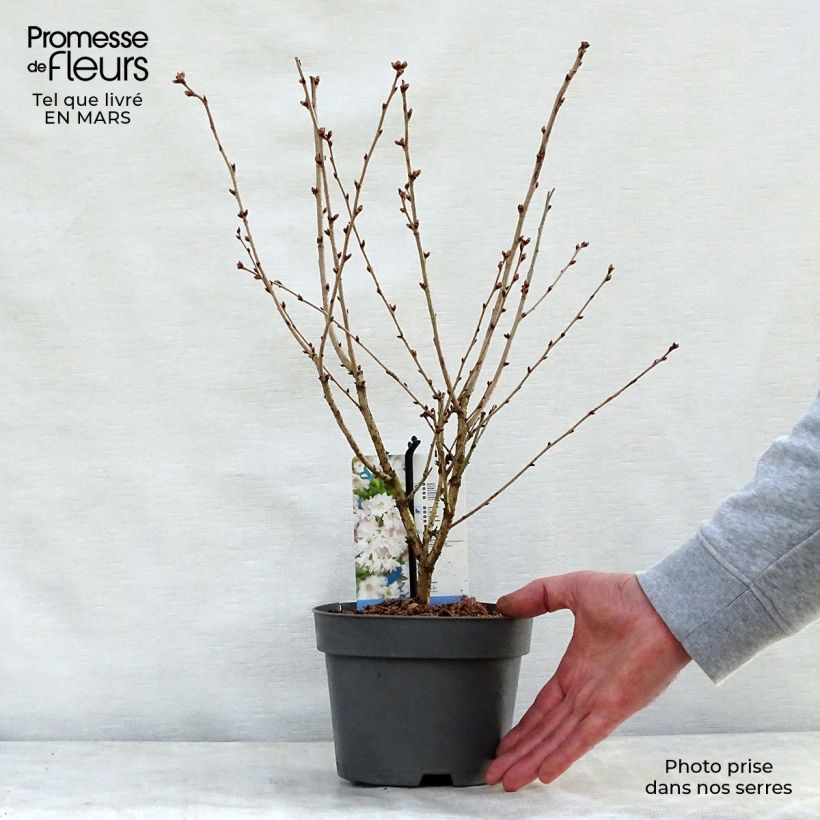Exemplar von Fuji-Kirsche Oshidori - Prunus incisa Topf mit 2L/3L wie im Frühjahr geliefert