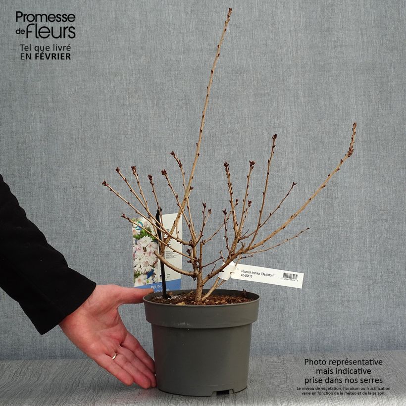 Exemplar von Fuji-Kirsche Oshidori - Prunus incisa Topf mit 2L/3L wie im Winter geliefert