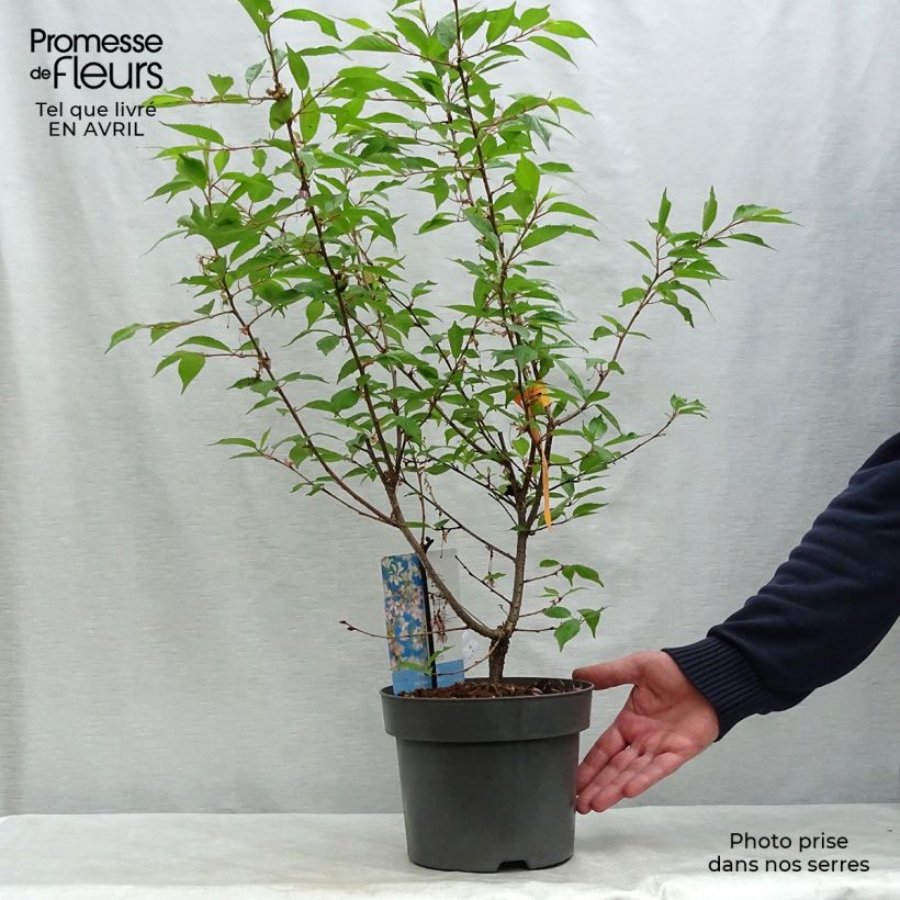 Exemplar von Fuji-Kirsche Paean - Prunus incisa Topf mit 2L/3L wie im Frühjahr geliefert